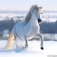 صورة Des infos sur le chevale