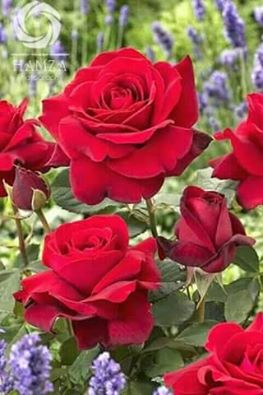 صورة ابتسم لتبتسم لك الحياة