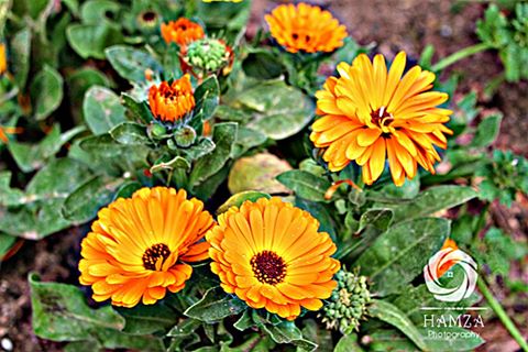 صورة الثقة بالله أزكى أمل، والتوكّل عليه أوفى عمل